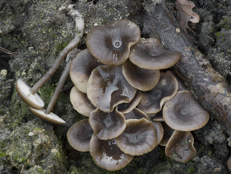 Tephrocybe ambusta